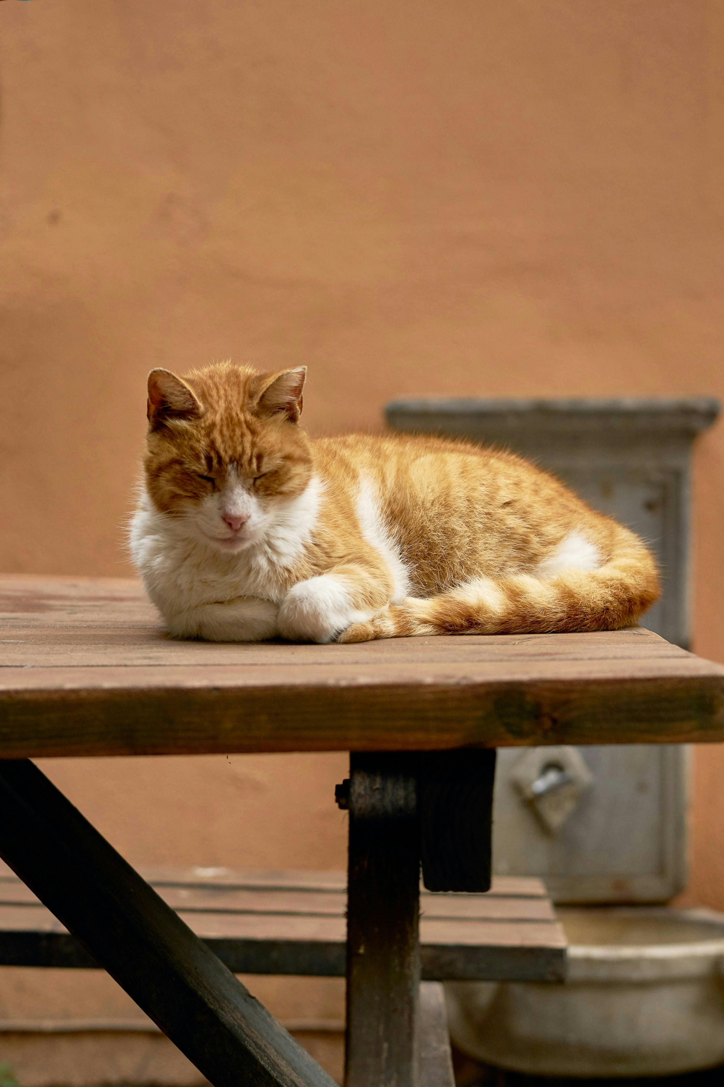 Cat sleeping outside