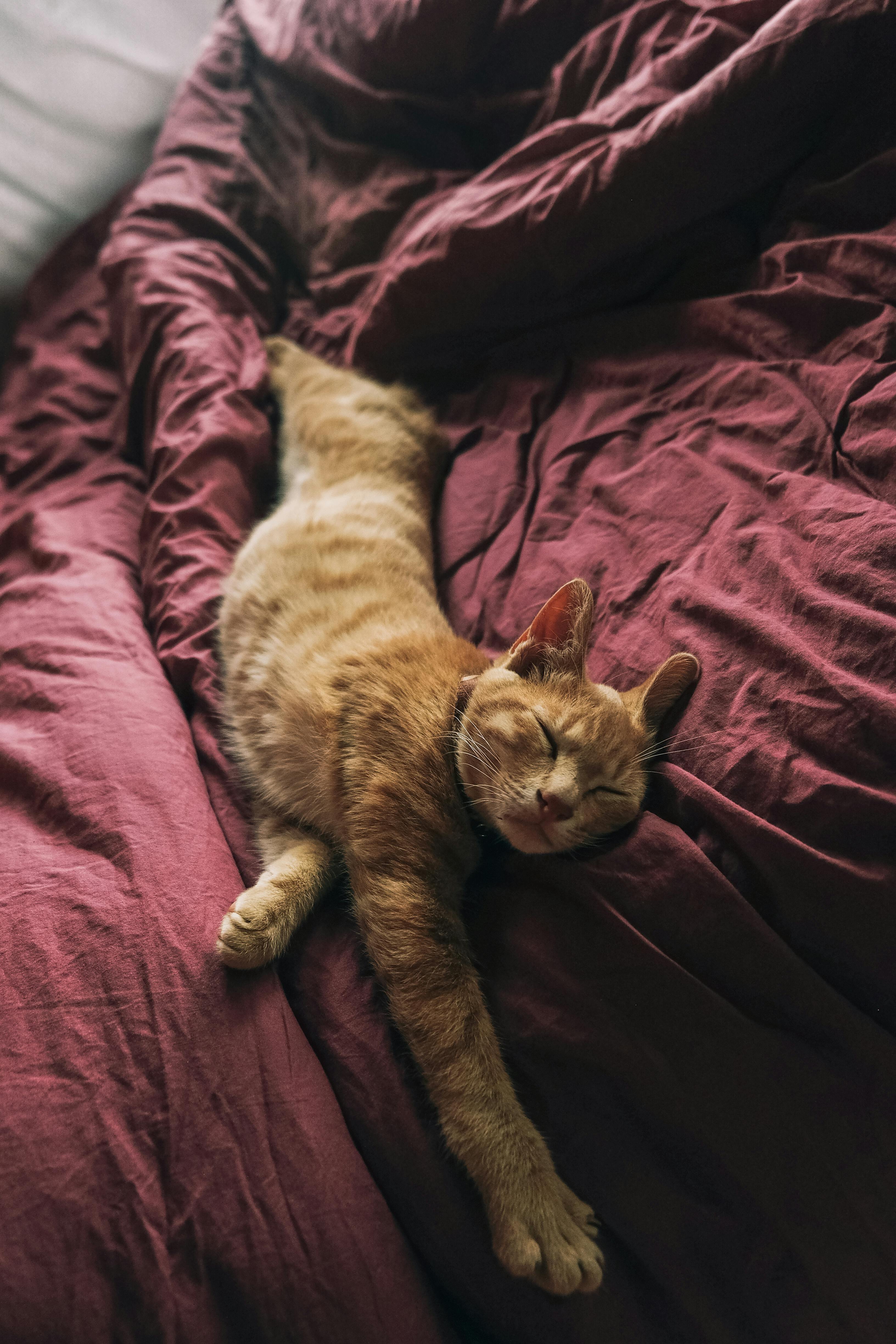 Relaxed cat resting on a bed
