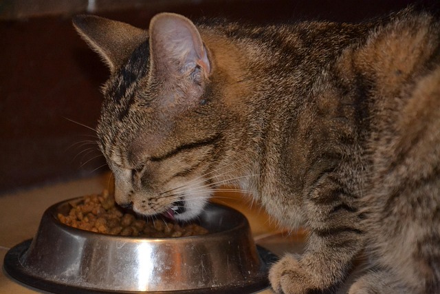 Cat eating from a bowl