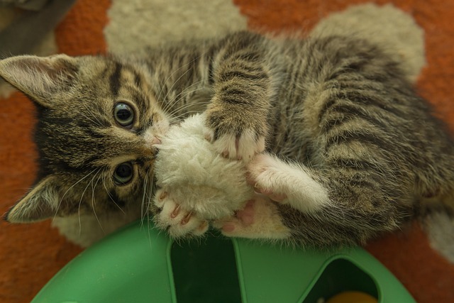 Cat playing with a toy