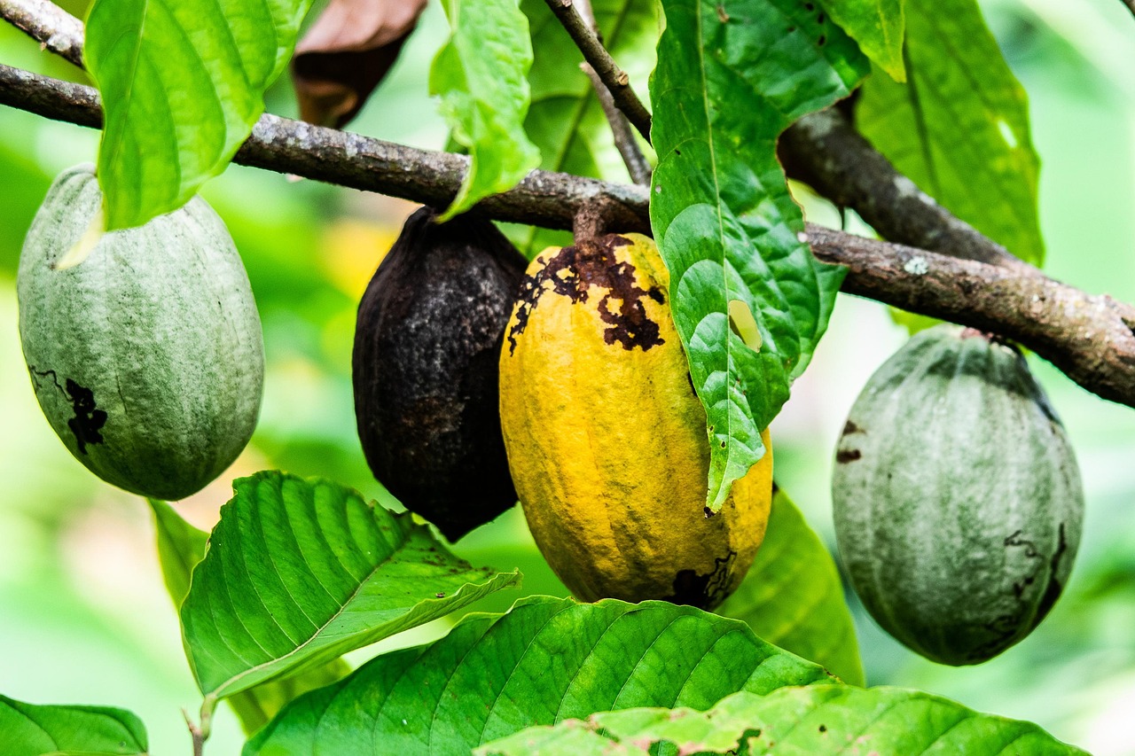 image of cacao tree
