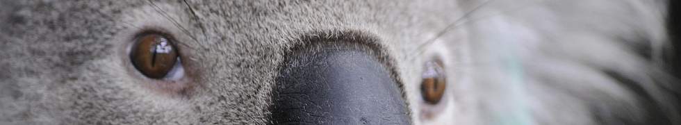 image of koala's face