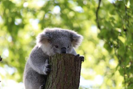 image of baby koala hosding a tree trunk