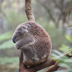 photo of koala taking a nap on a tree.
