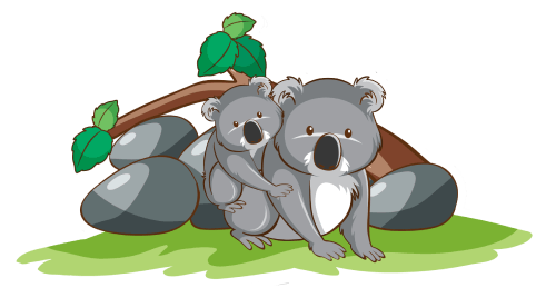 cute koala illustration