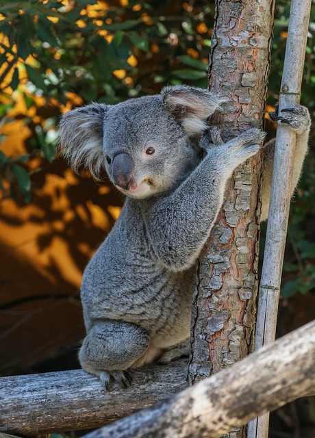 Koala on a tree