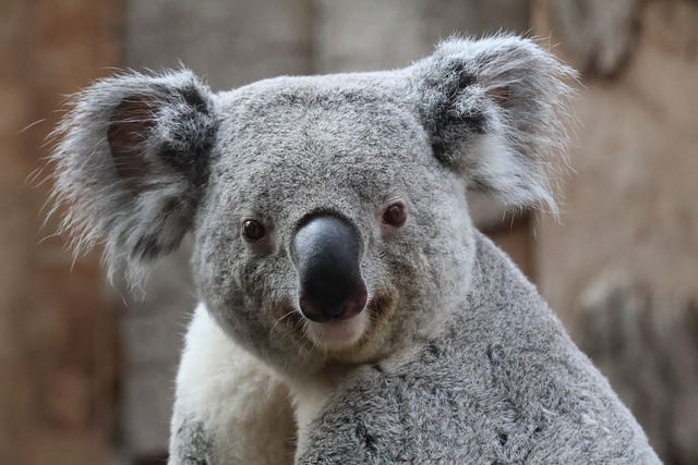 Young koala on branch