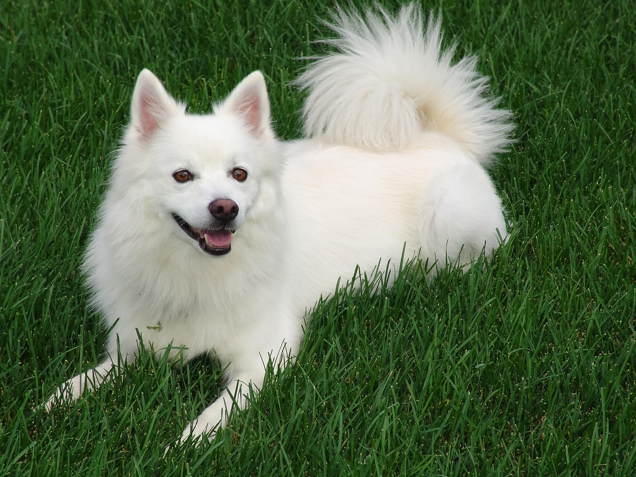 American Eskimo